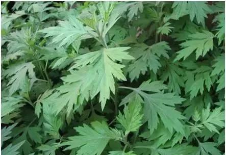 教你认识那些路边的野生中草药,如何识别路边的野生中草药