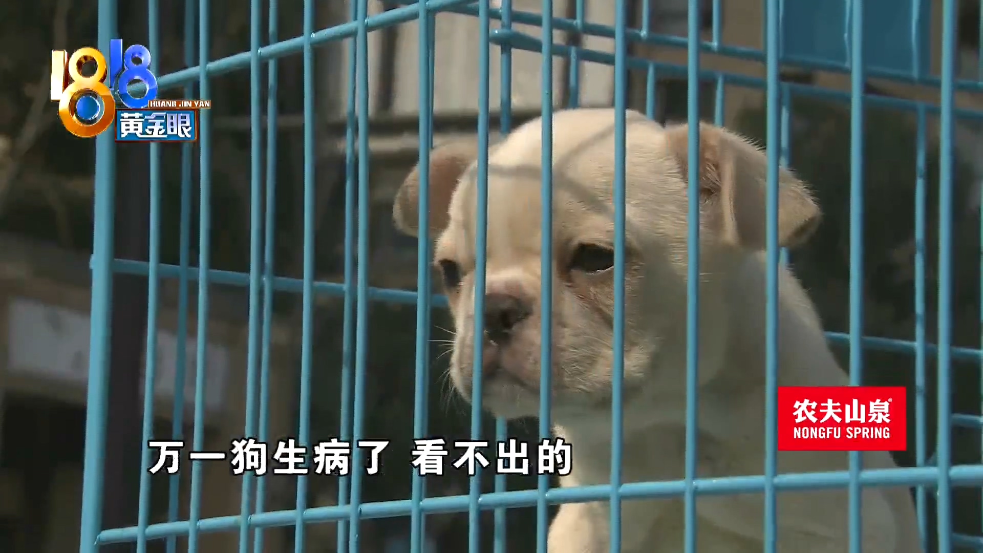 刚买回来小狗两天不吃怎么回事,三个月大的小狗惨遭毒手