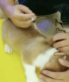 第一次养狗，如何避开各种“坑”？省钱省心攻略在这里