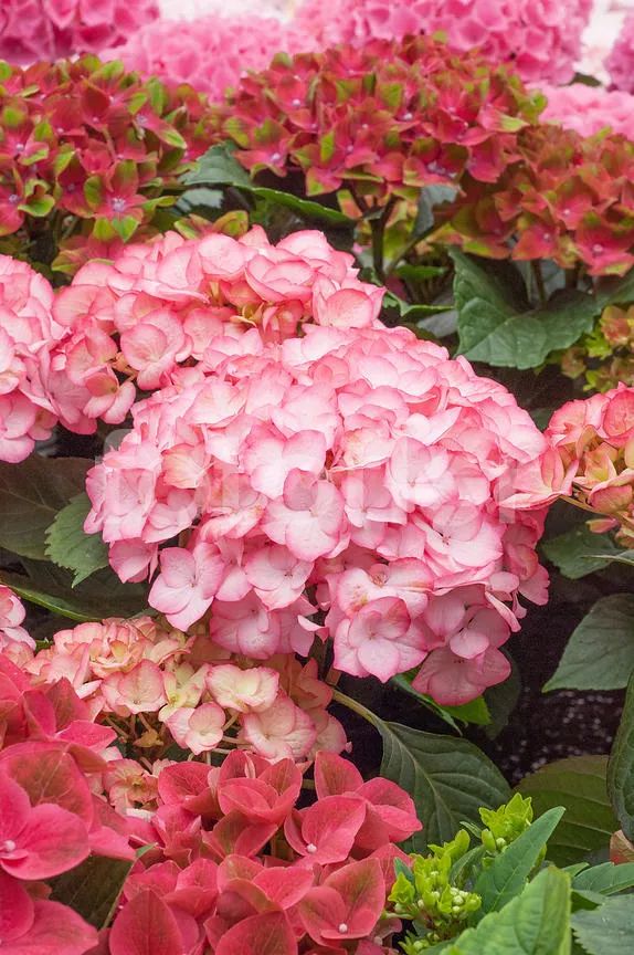 十大顶级绣球品种,最好养的绣球品种