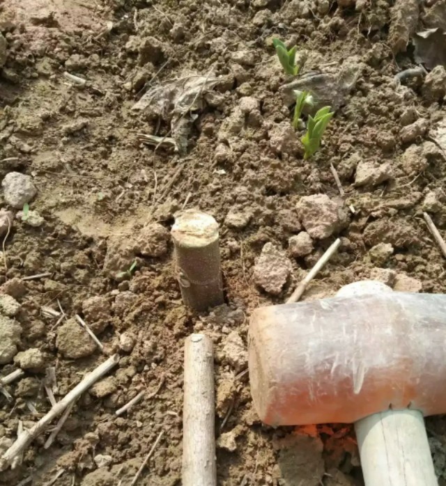 无花果育苗剪枝工艺流程,无花果的整枝技术