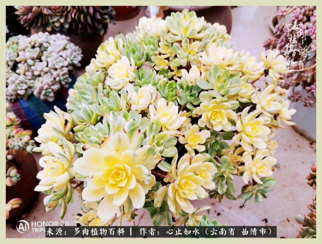 感谢陪伴感恩所有的遇见,让每个人都能感受到多肉的美好