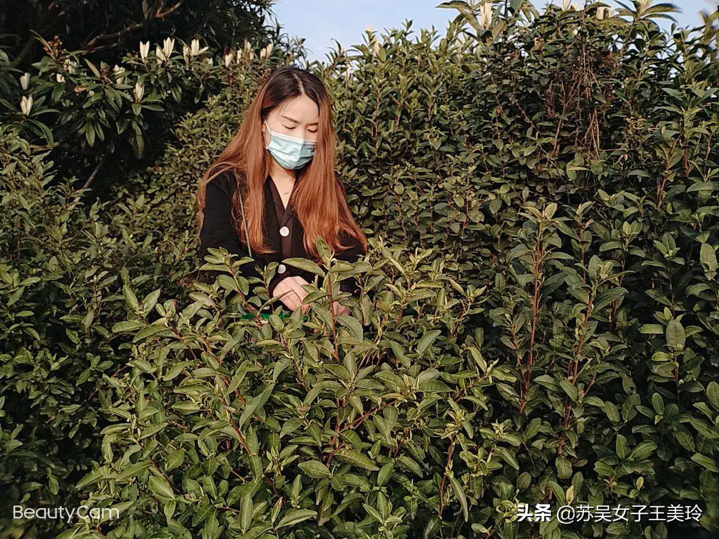 苏州碧螺春茶有哪些品牌,苏州哪里能买到正宗的碧螺春茶叶