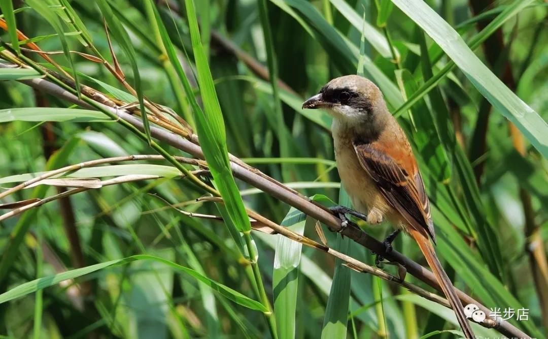 绽放的芦花（散文）作者：王学龙