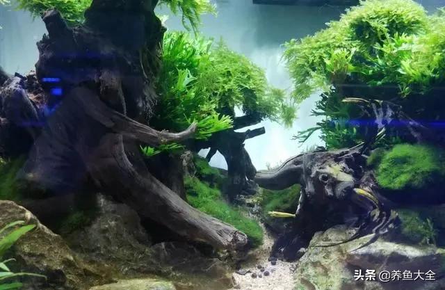 鱼缸水草烂根的处理方法,鱼缸水草烂根怎么修剪