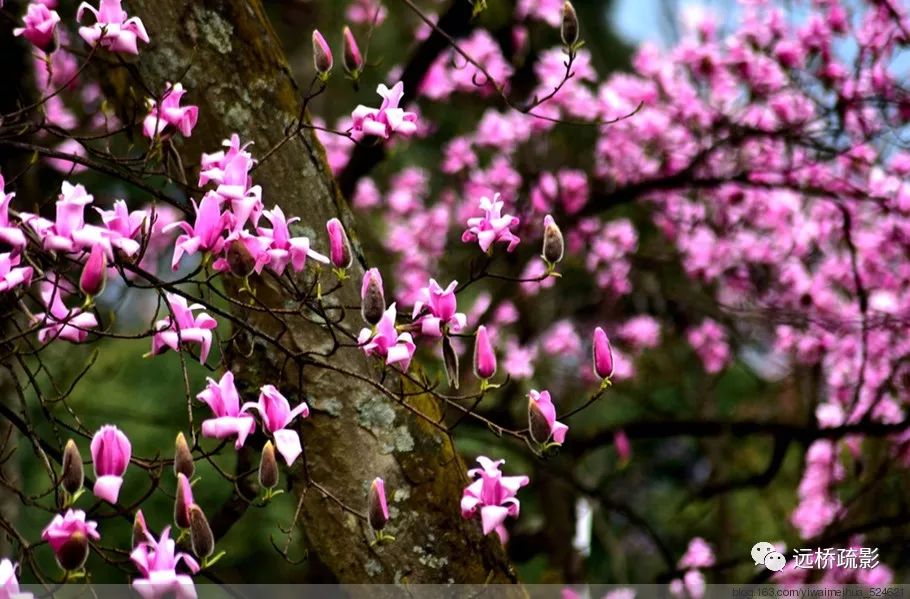 药王谷里觅旧迹（原图文）