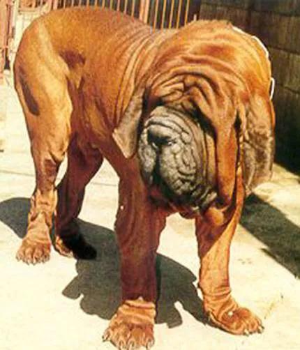 各国猛犬品种排名,各国品种猛犬