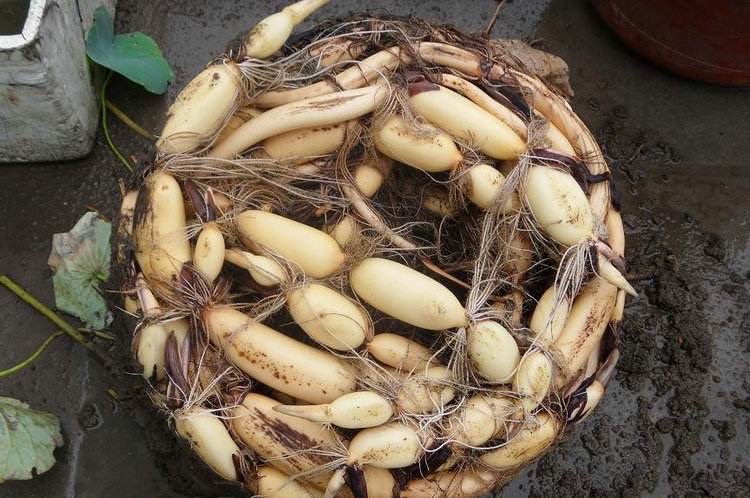 藕放到水缸里能开花吗,家里放旧水缸不好么