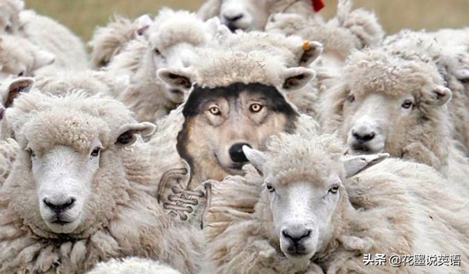 Sheep是羊，为什么“youreasheep”就不是“你是一只羊”？