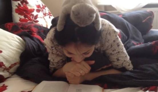 猫咪走失最有效的方法,猫咪走丢1周怎么寻回