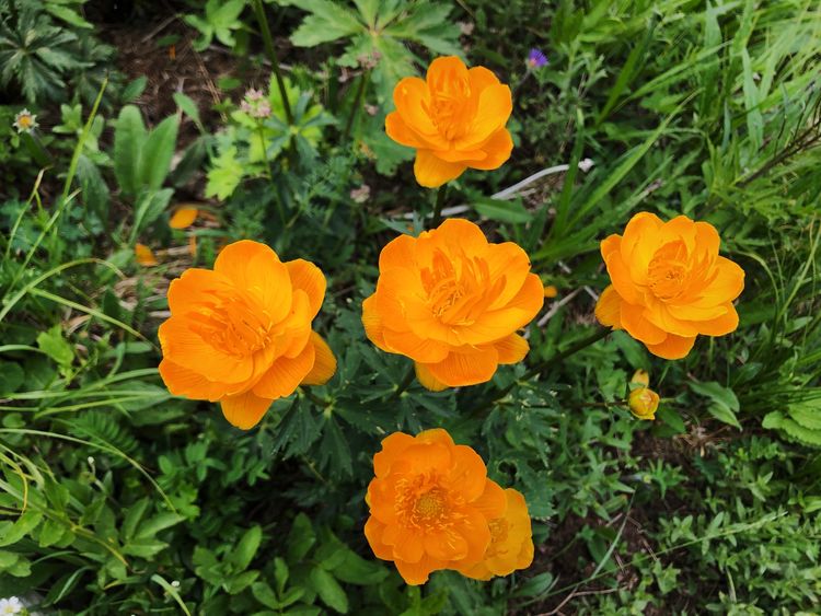 小五台山哪里进入景区,小五台山春天景色