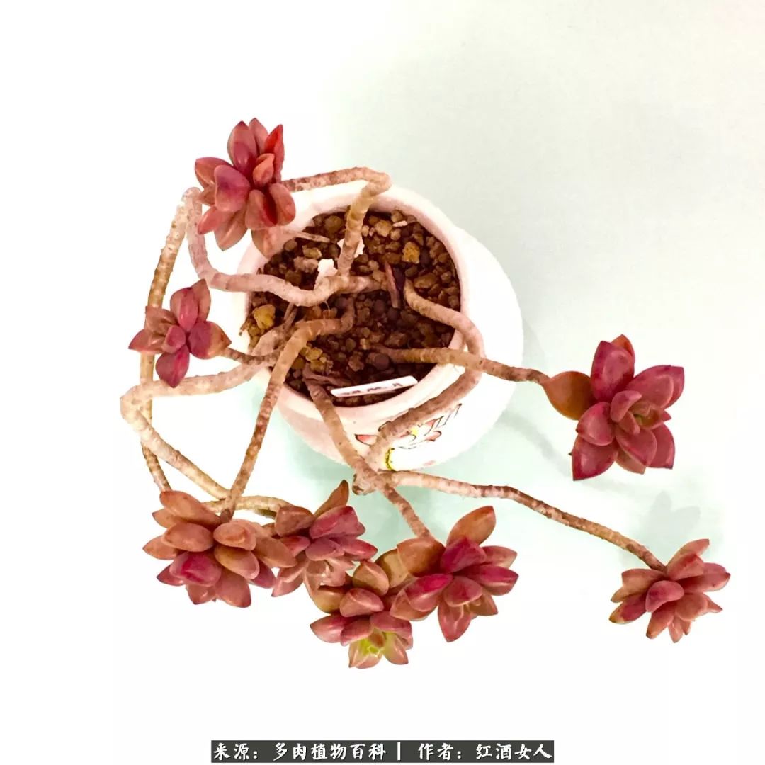 记录走过的美景留下美好的回忆,记录走过的每一段美好时光