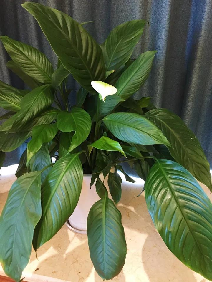 在叶子上的蓝色营养液,在植物的叶子上喷水有用吗