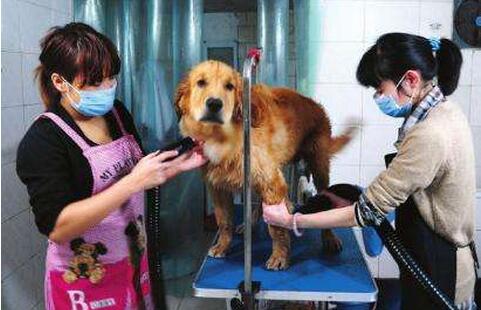 小金毛犬多少钱一只纯种,纯种金毛犬幼犬一般多少钱一只