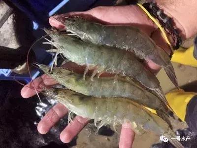 小龙虾弧菌病怎么防治,水产养殖中弧菌怎样治理好