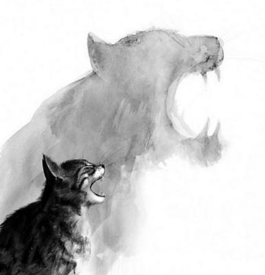 铲屎官曾经养过的宠物,铲屎官抓很多猫咪