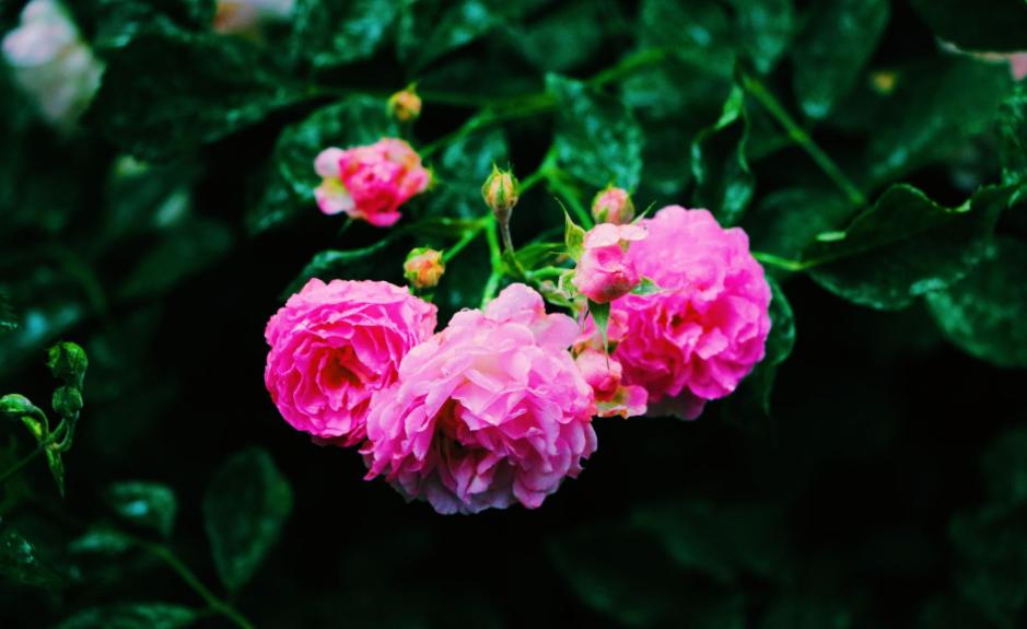 写蔷薇花的古诗词,关于蔷薇花的诗句古诗