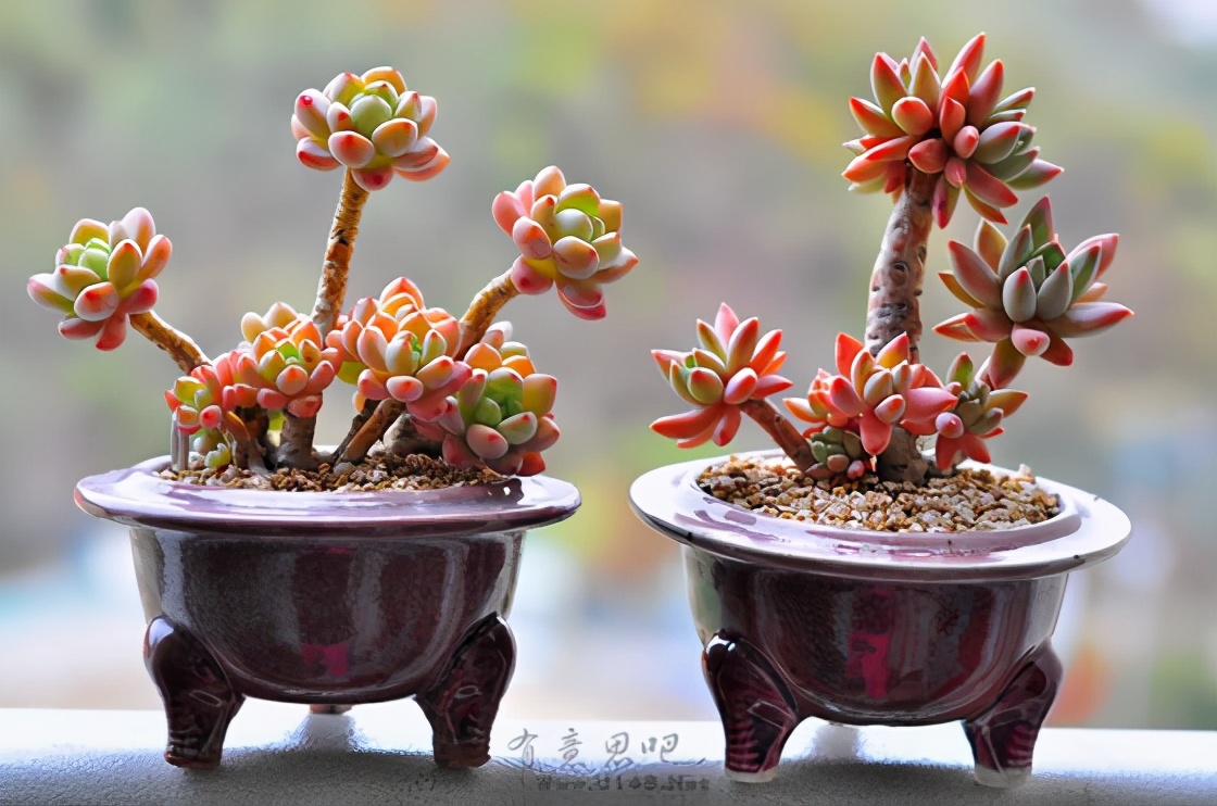 韩国多肉有多仙,韩国公主多肉图片大全