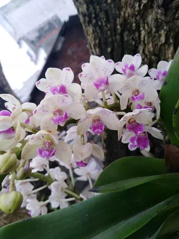 开花时间最长最香最好养的兰花,一年四季开花的兰花有几种
