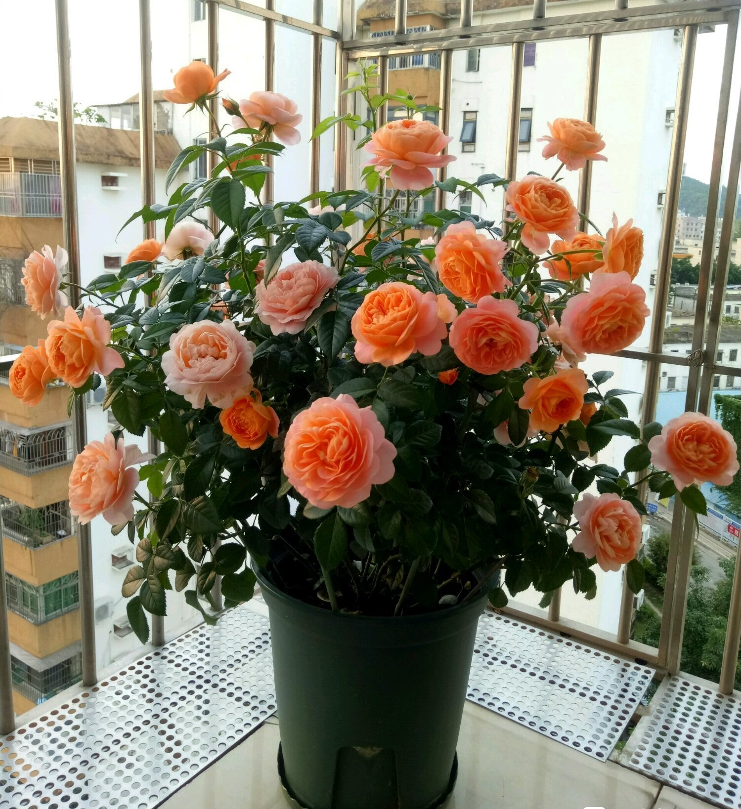 九种吉祥树越老越值钱越养越富贵,10种富贵花卉