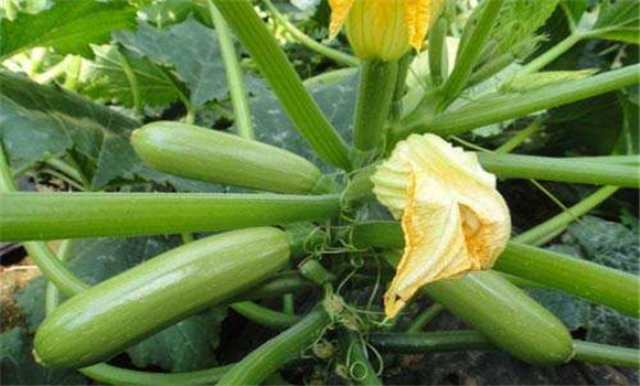 西葫芦要防治什么病,冬季露天西葫芦病虫害防治办法