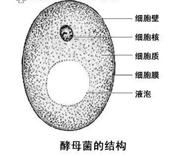 真菌小知识,关于真菌的认知
