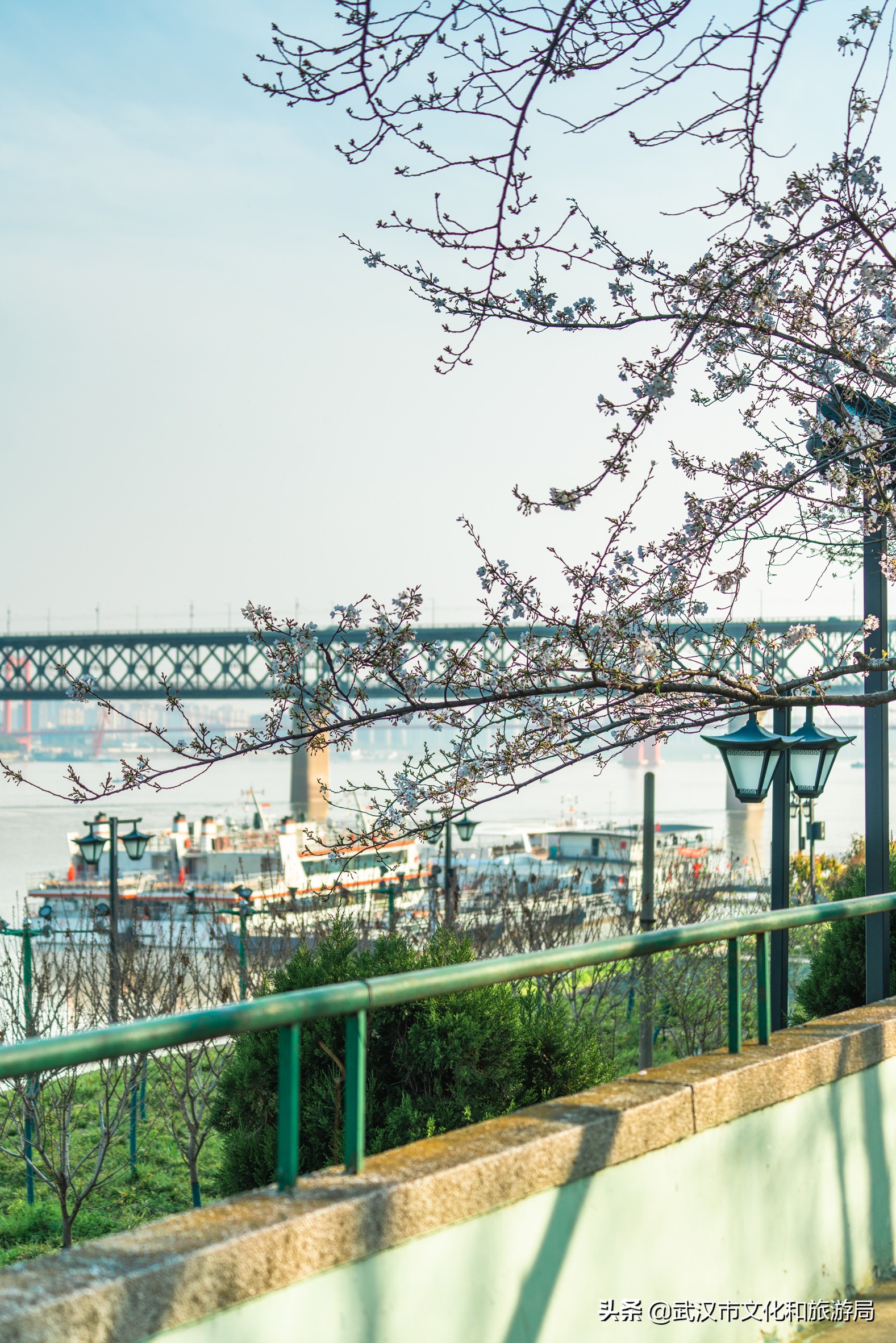 十大赏樱花胜地,赏樱必去武汉四大绝美樱花园