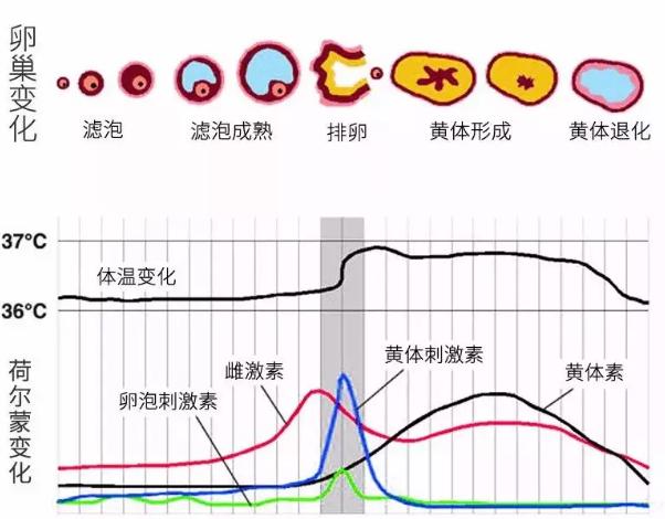 白带意味着排卵吗,白带拉长丝是排卵已经结束了吗
