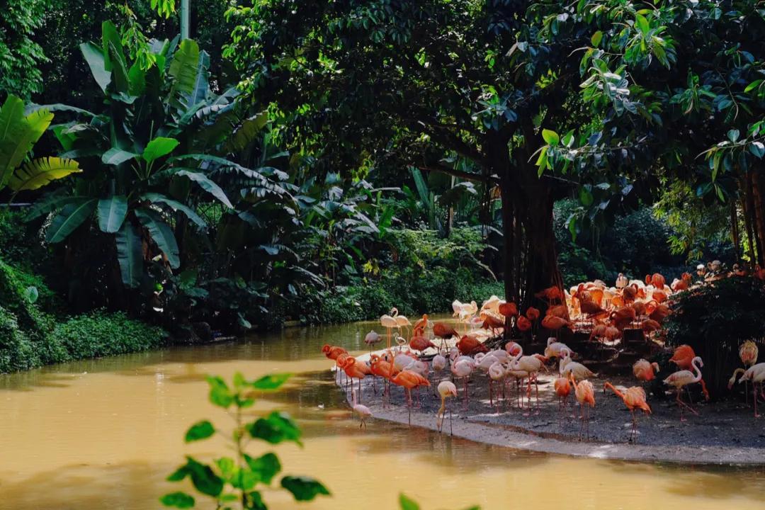 广州长隆怎么玩最划算攻略分享,广州长隆省钱攻略