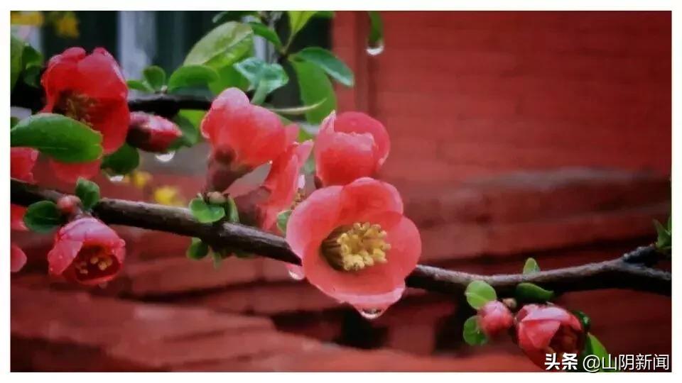 春天里最美的遇见歌曲,春天最美的文案就是油菜花