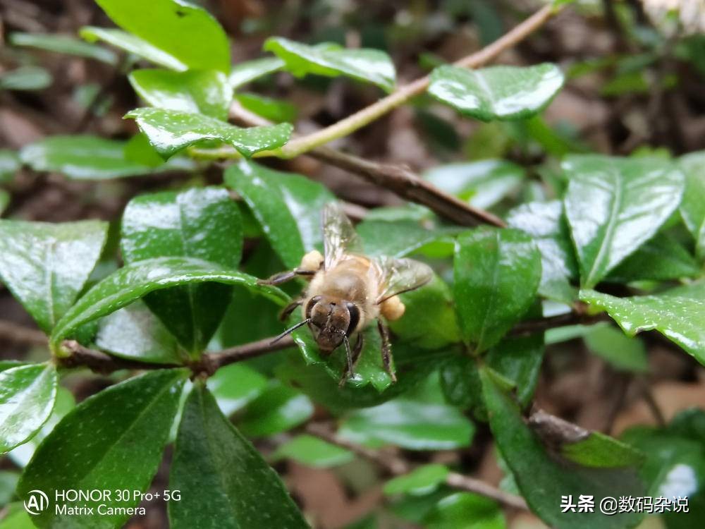 荣耀30pro2024年还值得入手吗,荣耀2020年上市的最高端手机