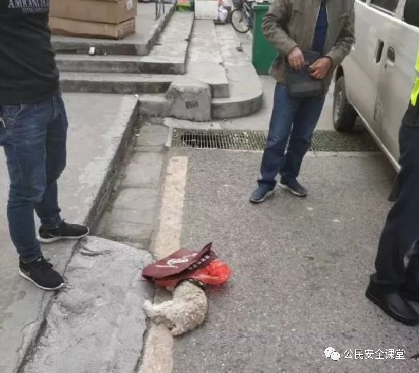 开车撞到宠物如何解决,开车撞到宠物怎么处罚视频