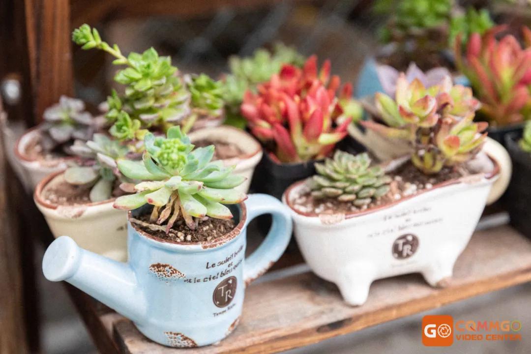 重庆最大的花市在哪里,重庆花市排名前十名