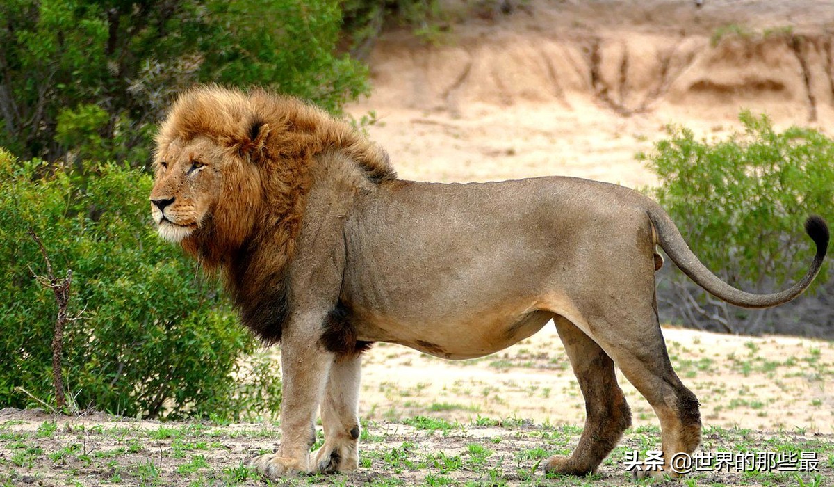 原来狮子和老虎实力相差那么多,最强狮子和最强老虎哪个更强