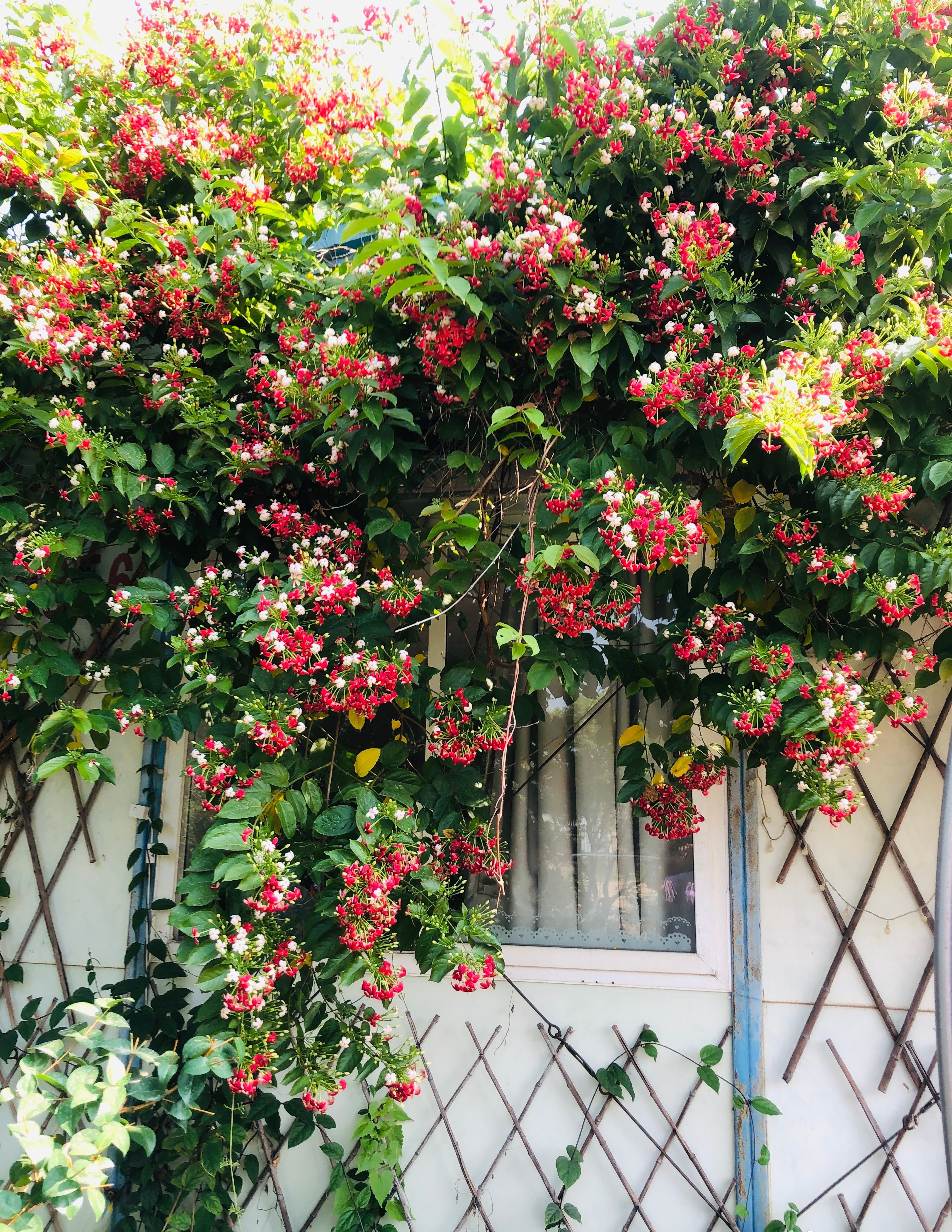 6种超有气质且唯美的爬藤花,3种极品爬藤花30天爬满庭院农村