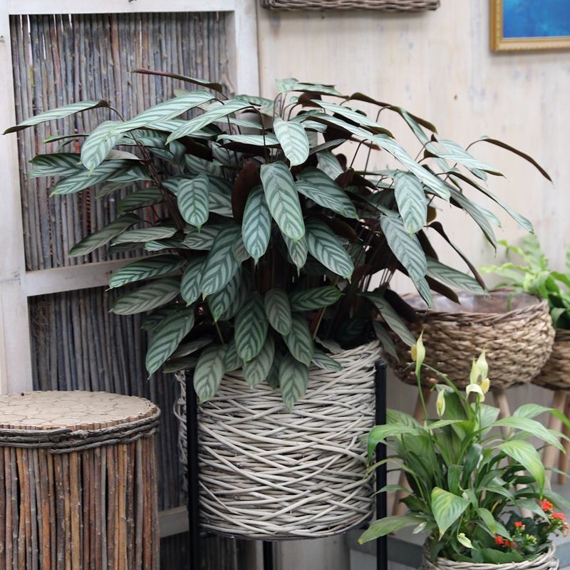 好看又好养的盆花,人养花也养人