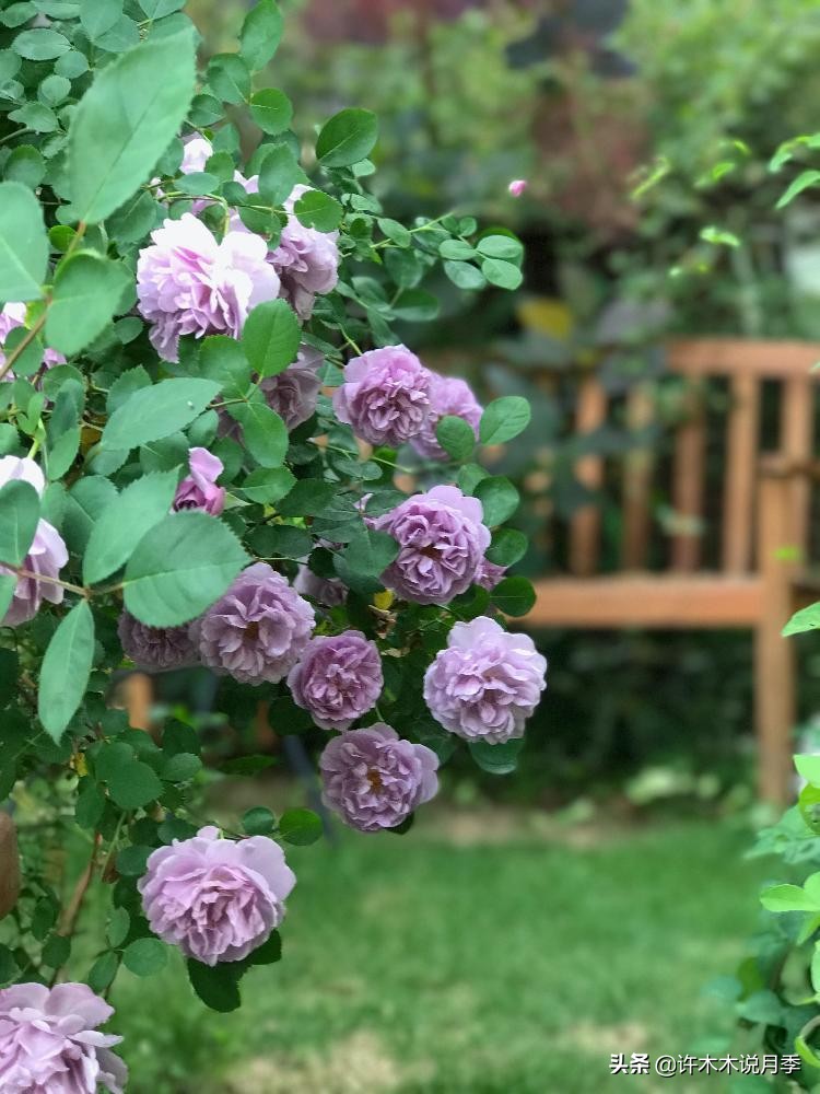 区分爬藤月季和普通月季的方法,微月阳台月季灌木品种有哪些