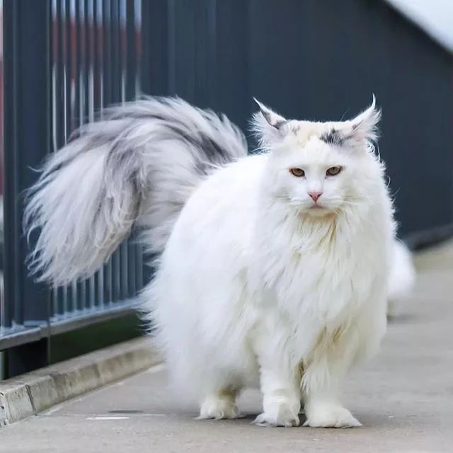 贵族阿比西尼亚猫,神秘的波斯猫