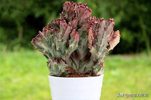 麒麟掌风水最佳位置,麒麟掌的风水作用