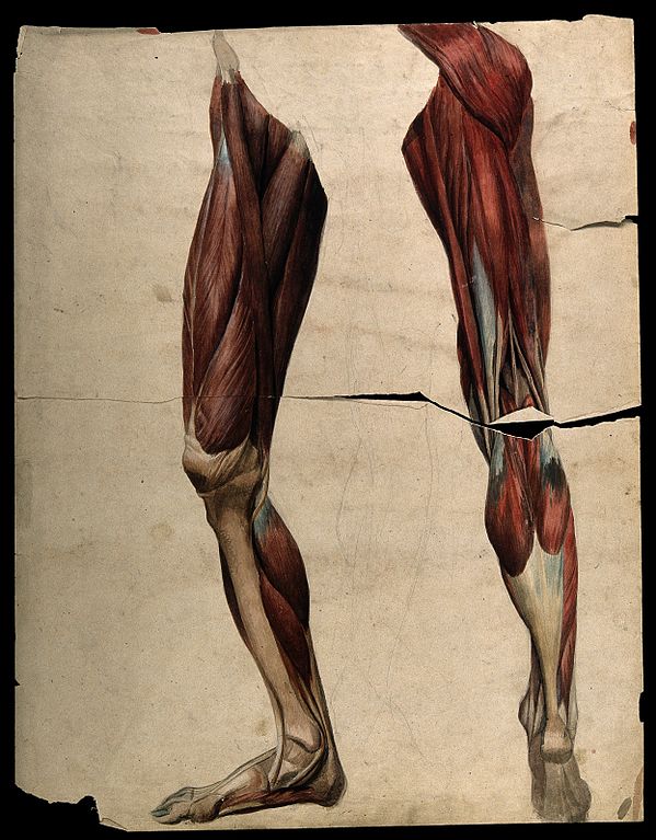 老年人小腿抽筋的原因和解决办法,睡觉腿抽筋是着凉还是缺钙