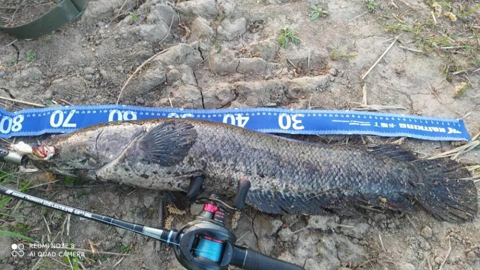 「渔获名人堂周榜」这两位粉丝钓友，你们太牛了