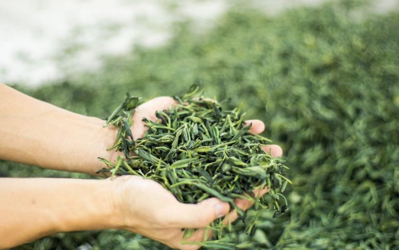 秋茶优点,春水秋香和春茶秋茶的区别