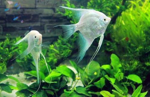 在露台做流水造景养鱼影响风水吗,造景与园艺的区别