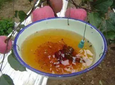 现代落叶果树病虫害防治优质农药,果树在挂果后防治病虫害打什么药