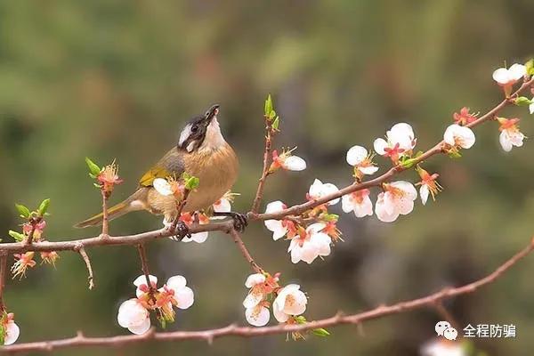 老人容易上当的视频,最容易上当的四种骗术