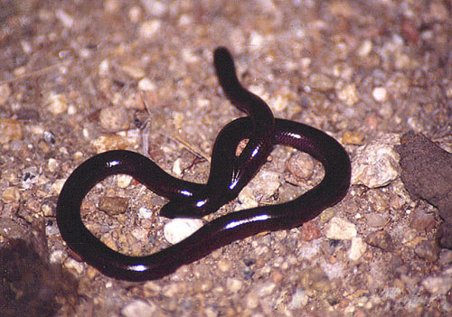 在女儿国,在女儿国男人会怎样