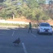 冷知识鹅,冷知识白鹅