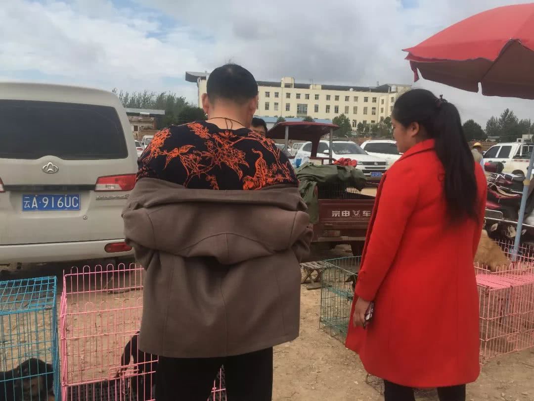 狗市挣钱不,狗市卖狗的理由