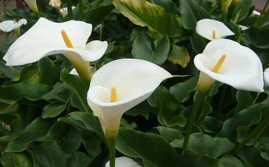 马蹄莲施肥的正确方法,马蹄莲怎么施肥施什么肥