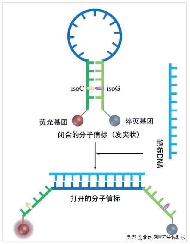 中国赛默飞实时荧光定量pcr仪介绍,实时荧光定量pcr扩增曲线如何分析
